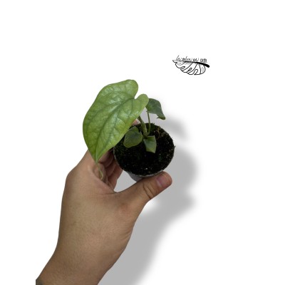 Monstera Amydrium Silver MINI
