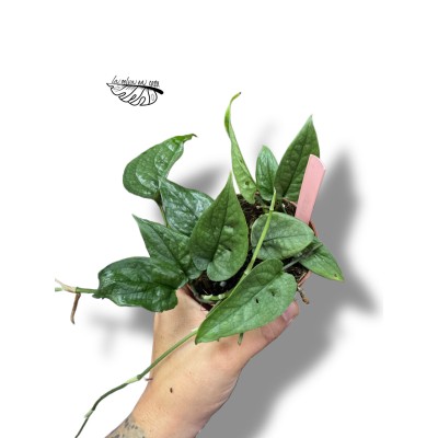 Monstera Amydrium Silver MINI