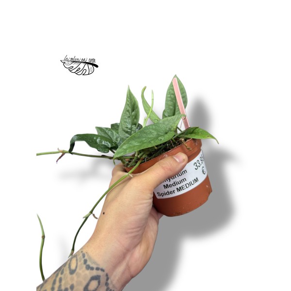 Monstera Amydrium Silver MINI