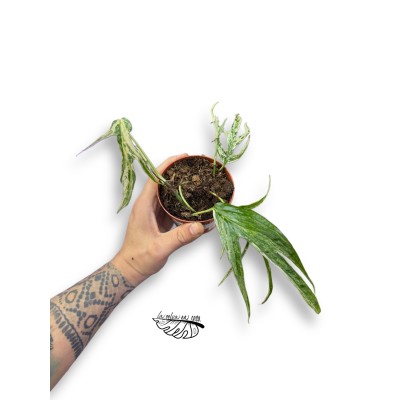 Amydrium Zippelianum Variegata MEDIUM 2