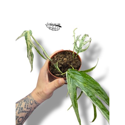 Amydrium Zippelianum Variegata MEDIUM
