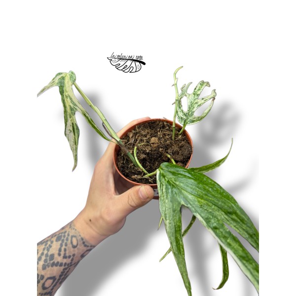 Amydrium Zippelianum Variegata MEDIUM