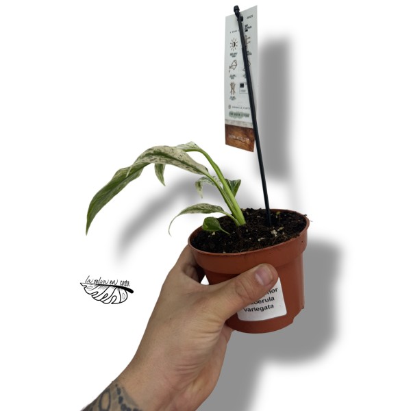 Rhaphidophora tetrasperma VARIEGATA SMALL