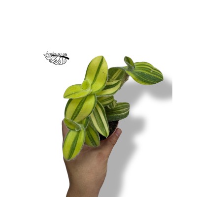 Tradescantia Silamontana MEDIUM