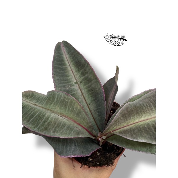 Labisia pumila MEDIUM