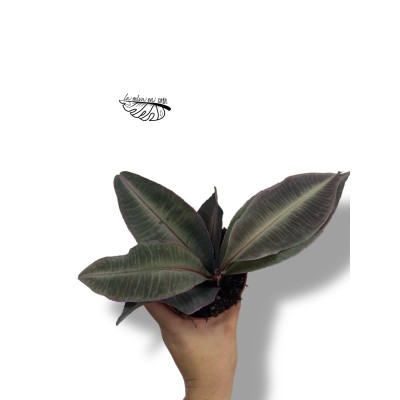 Labisia pumila MEDIUM 2