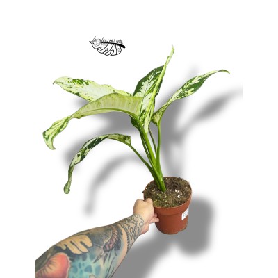 Dieffenbachia "yellow star" LARGE