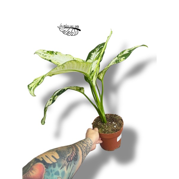 Dieffenbachia "yellow star" LARGE