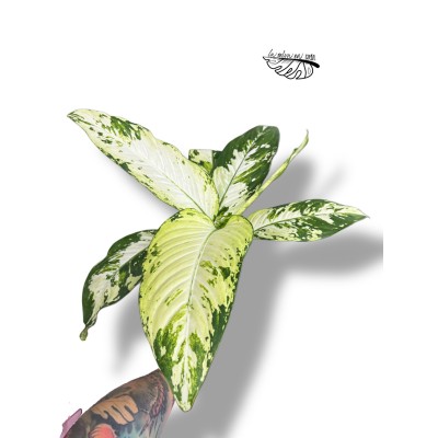 Dieffenbachia "yellow star" LARGE 2