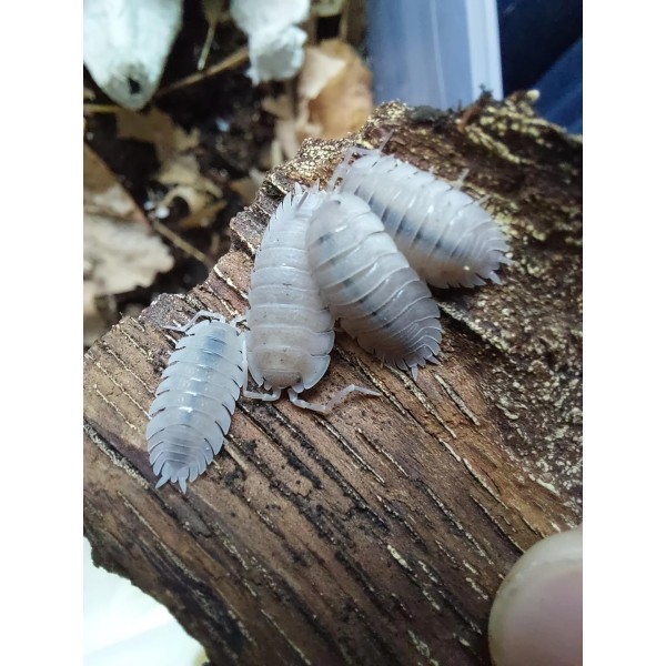 Porcellio baeticensis