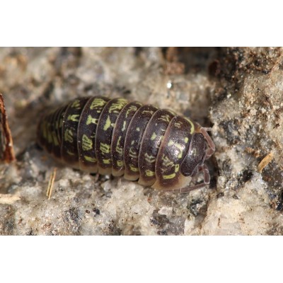 Armadillidium versicolor