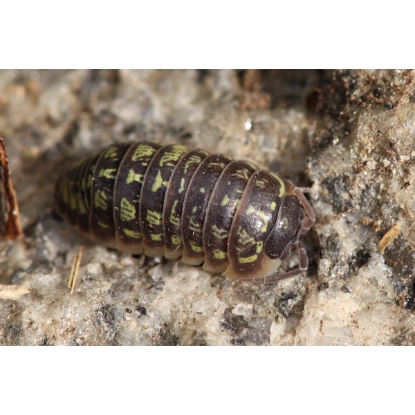 Armadillidium versicolor