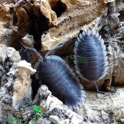 Porcellio flavocinctus
