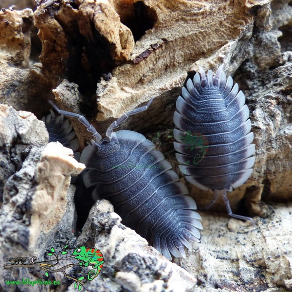 Porcellio flavocinctus