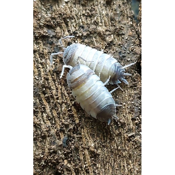 Porcellio scaber "Ying Yang" (8 UNIDADES)