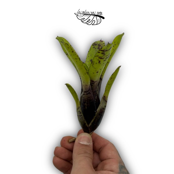 Neoregelia aria
