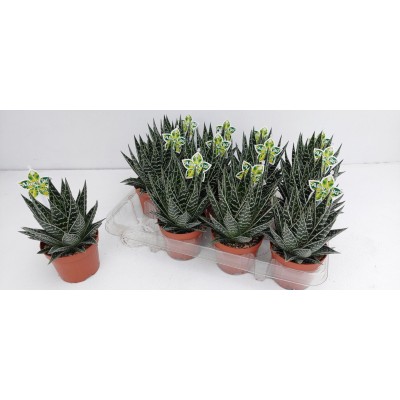 Aloe 'Tiki Tahi MEDIUM 2