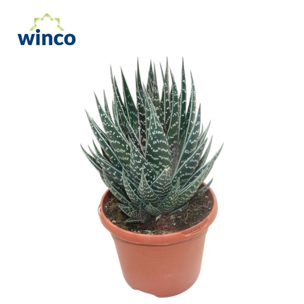 Aloe 'Tiki Tahi MEDIUM