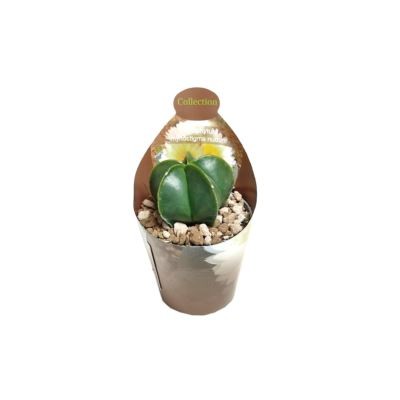 Astrophytum myriostigma