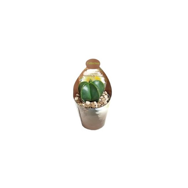 Astrophytum myriostigma
