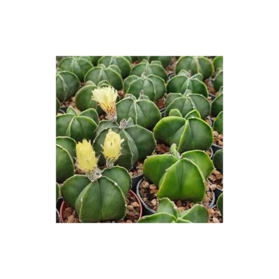 Astrophytum myriostigma 2