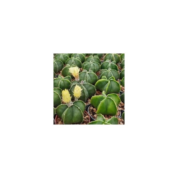 Astrophytum myriostigma