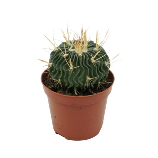 Echinofossulocactus multicostatus MEDIUM