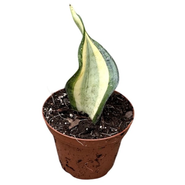 Sansevieria Wendy Yellow SMALL
