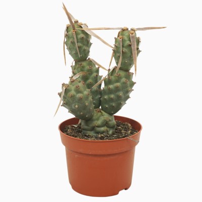 Tephrocactus articulatus LARGE