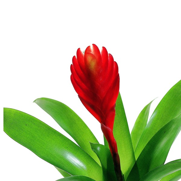 Vriesea Christiane MINI