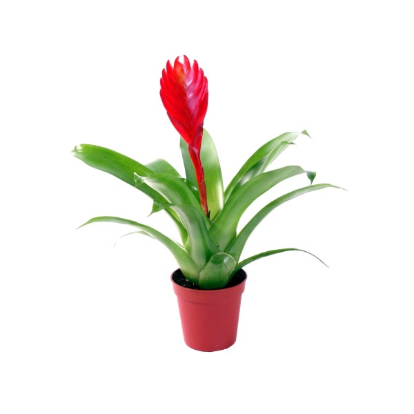 Vriesea Christiane MINI