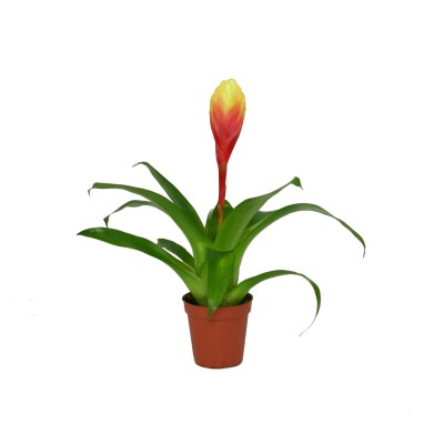 Vriesea Tiffany MINI