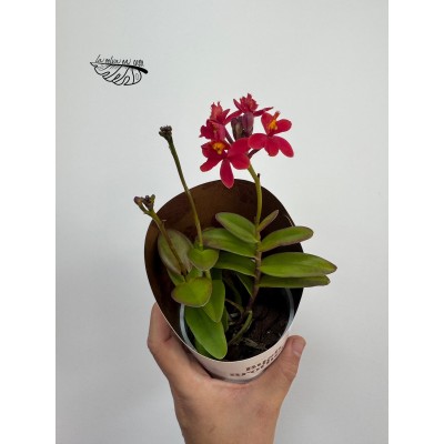 Epidendrum radicans FLOR ROJA LARGE 2