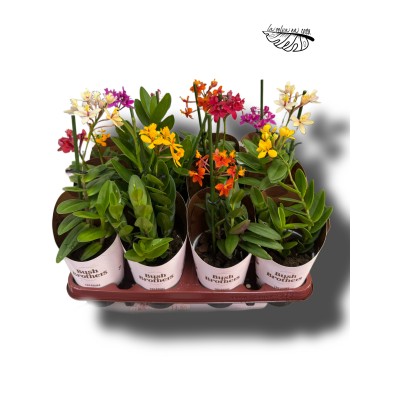 Epidendrum radicans FLOR ROJA LARGE