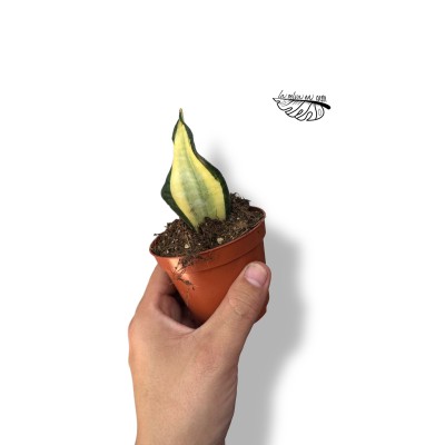 Sansevieria Wendy Yellow SMALL