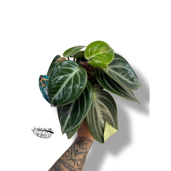 Peperomia Sarcophylla LARGE