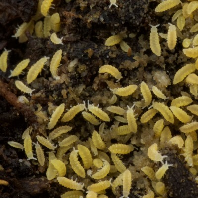 Cultivo Colémbolo amarillo, Ceratophysella isabellae, 500ml.