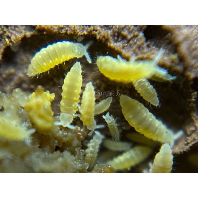 Cultivo Colémbolo amarillo, Ceratophysella isabellae, 500ml. 2