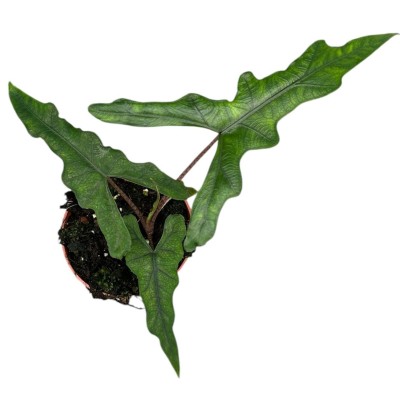 Alocasia Sabrina 2