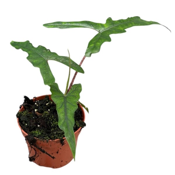 Alocasia Sabrina