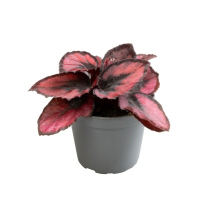 Begonia REX Red Kiss MINI 2