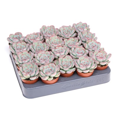 Echeveria mystery MINI 2