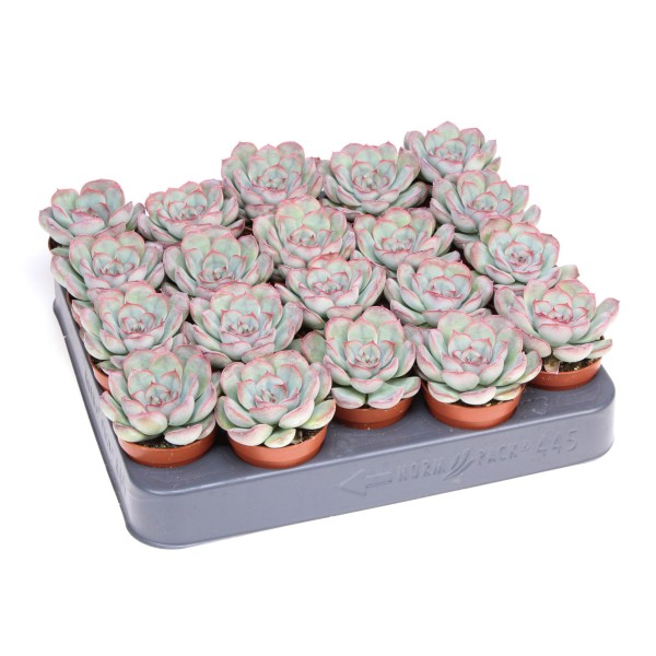 Echeveria mystery MINI