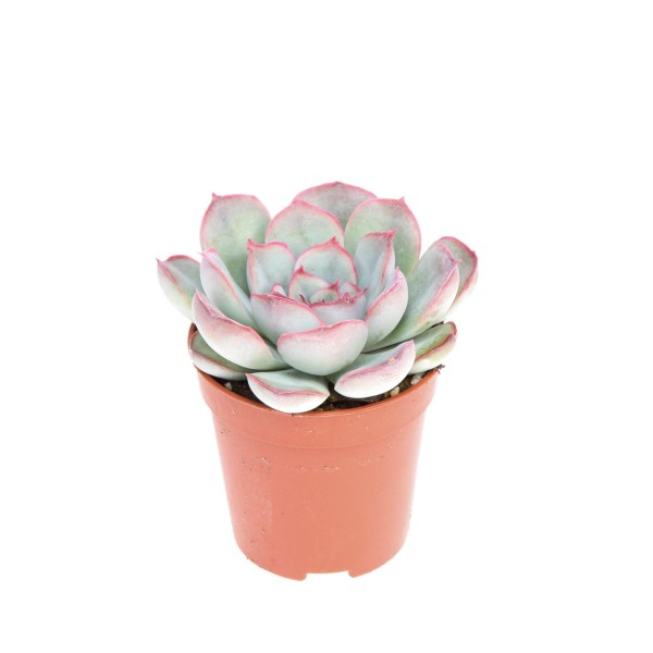Echeveria mystery MINI