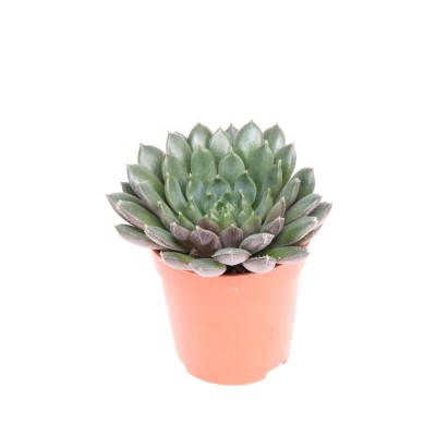 Echeveria scorpio MINI 2