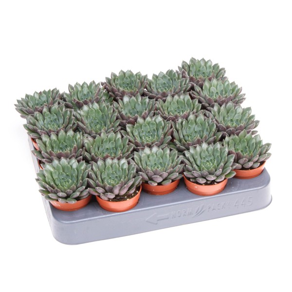Echeveria scorpio MINI