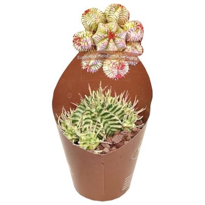 Euphorbia meloformis VARIEGATA  SMALL 2
