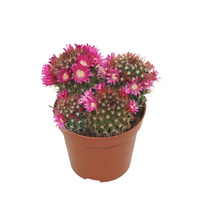 Mammillaria sp. 2