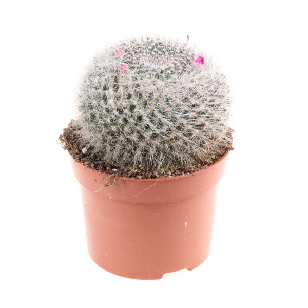 Mammillaria hahniana LARGE