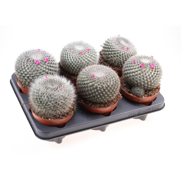 Mammillaria hahniana LARGE